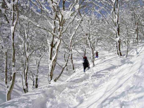 �����ւ̏��